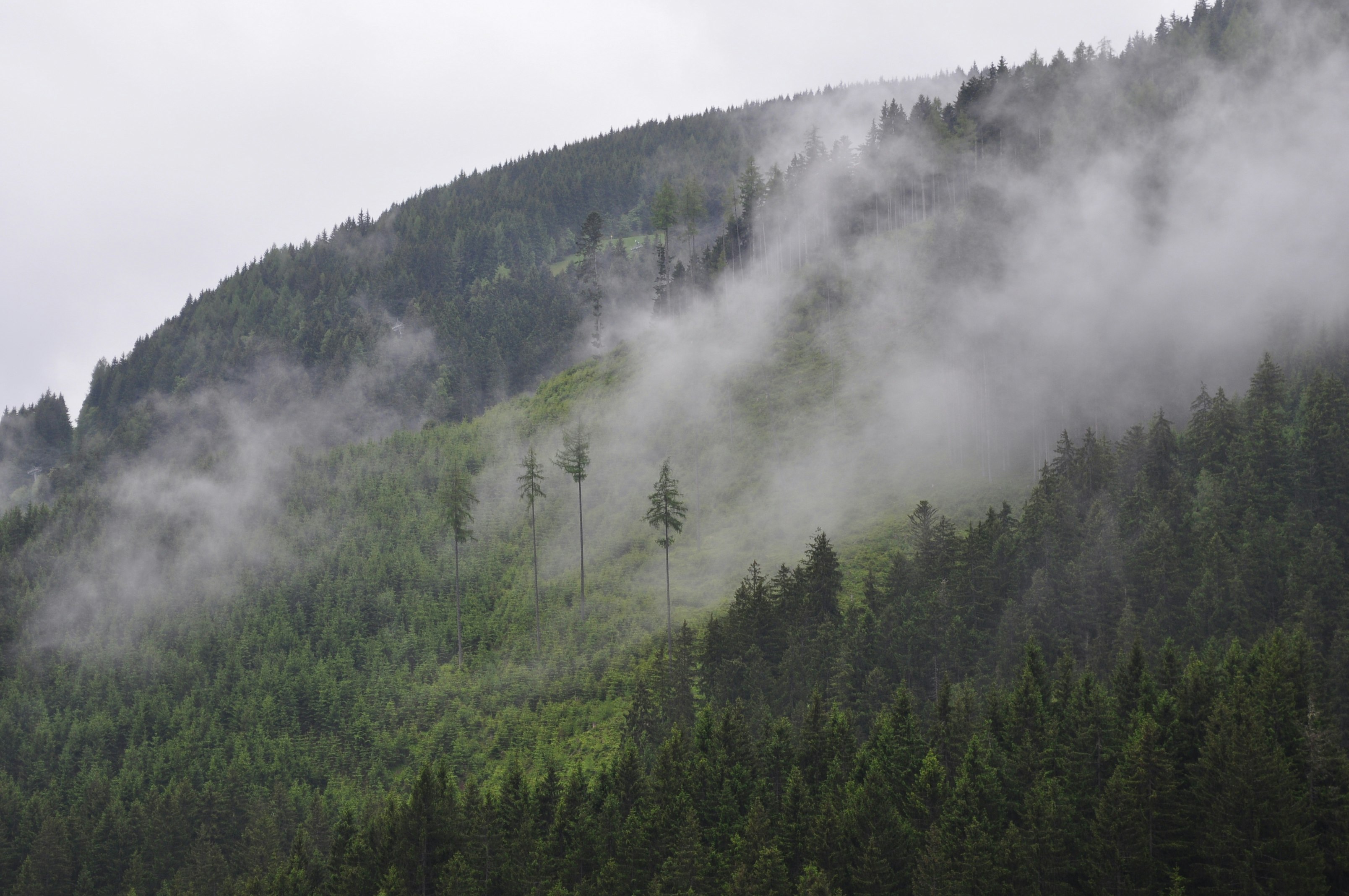 green leafed trees on mountains during fogs